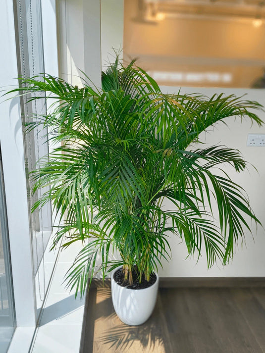 Areca Palm Indoor Plant | Bamboo Palm | 130cm to 200cm | Ceramic and Nursery Pot