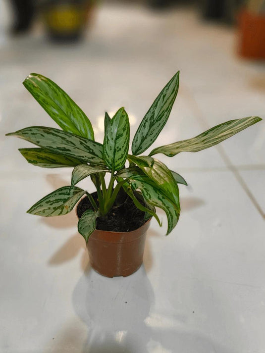 Aglaonema Commutatum | Chinese Evergreen Silver | Air Purifying Indoor Plant