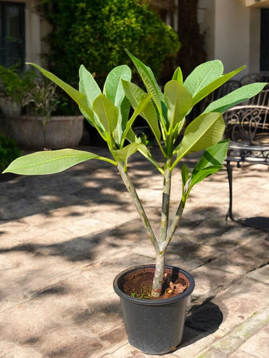 Plumeria Obtusa | Frangipani | The Temple Tree | Outdoor Plant | 50-60 cm