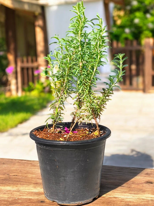 Rosemary Herb | Rosmarinus Officialis | Outdoor Plant | 30-40 cm