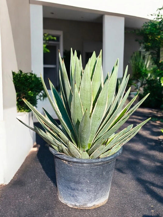 Agave Variegata | Outdoor Plant | 40 - 50 cm - Freshplants