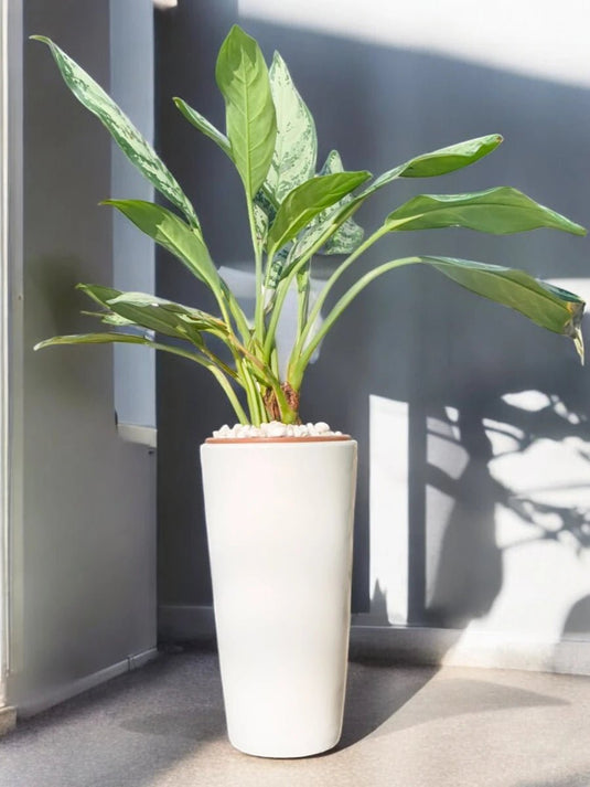 Aglaonema | Chinese Evergreen Indoor Plant | White Ceramic Long Pot | 60 - 80cm - Freshplants