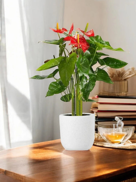 Anthurium Flamingo Flower | Indoor Flowering Plant | 25cm - 70cm size - Freshplants