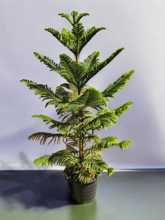 Araucaria Heterophylla | Norfolk Island Pine or Triangle Tree | 100 - 120 cm | Nursery and Ceramic Pot | Air Purifying - Freshplants