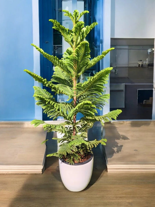 Araucaria Heterophylla | Norfolk Island Pine or Triangle Tree | 100 - 120 cm | Nursery and Ceramic Pot | Air Purifying - Freshplants