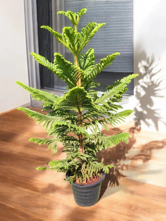 Araucaria Heterophylla | Norfolk Island Pine or Triangle Tree | 100 - 120 cm | Nursery and Ceramic Pot | Air Purifying - Freshplants