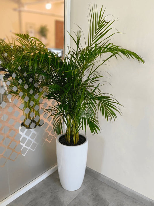 Areca Palm Indoor Plants Premium Bundle | 5 x Plants | Ceramic Pots - Freshplants