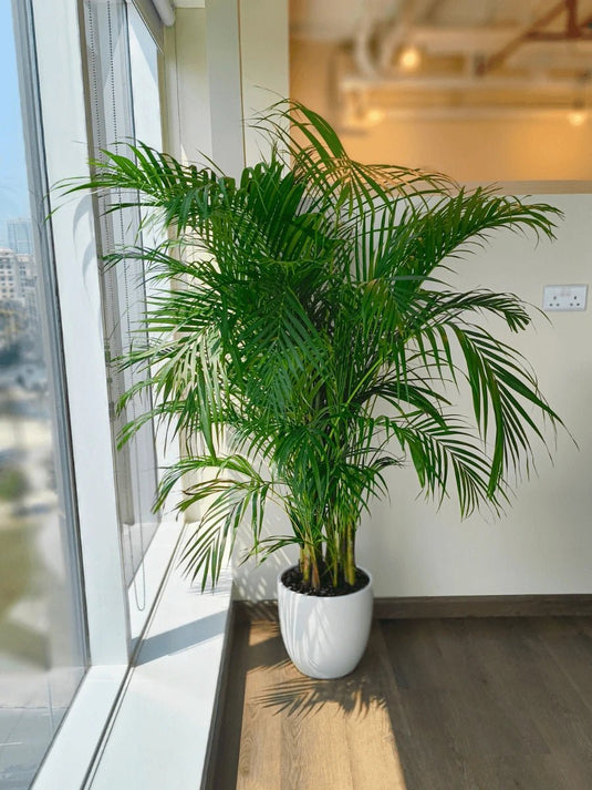 Areca Palm Indoor Plants Premium Bundle | 5 x Plants | Ceramic Pots - Freshplants