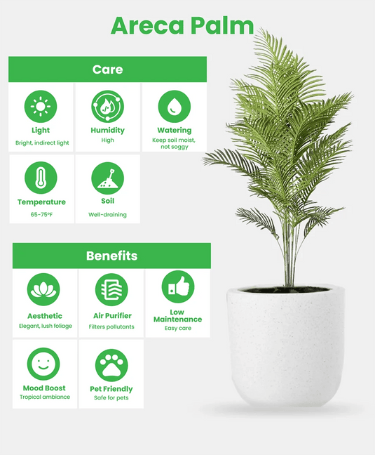 Areca Palm Indoor Plants Premium Bundle | 5 x Plants | Repotted With Ceramic Pots | Free Delivery - Freshplants