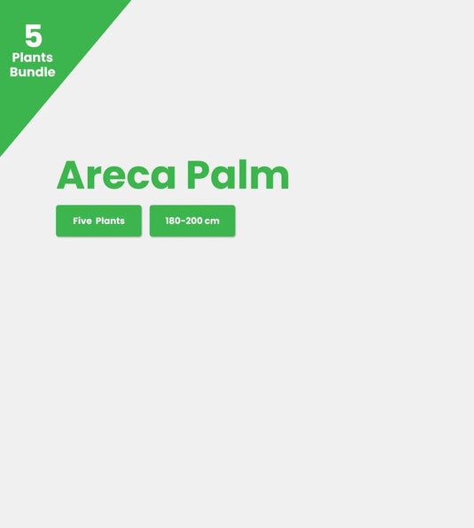 Areca Palm Indoor Plants Premium Bundle | 5 x Plants | Repotted With Ceramic Pots | Free Delivery - Freshplants