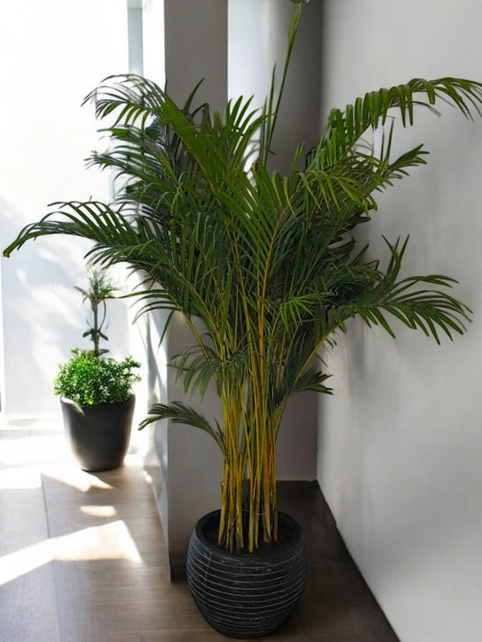 Areca Palm Plant | 120 - 140 cm | Indoor Plant| Fiber Pot Included - Freshplants