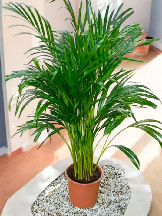 Areca Palm Plant | 130 - 150 cm | Tropical Indoor Plant - Freshplants