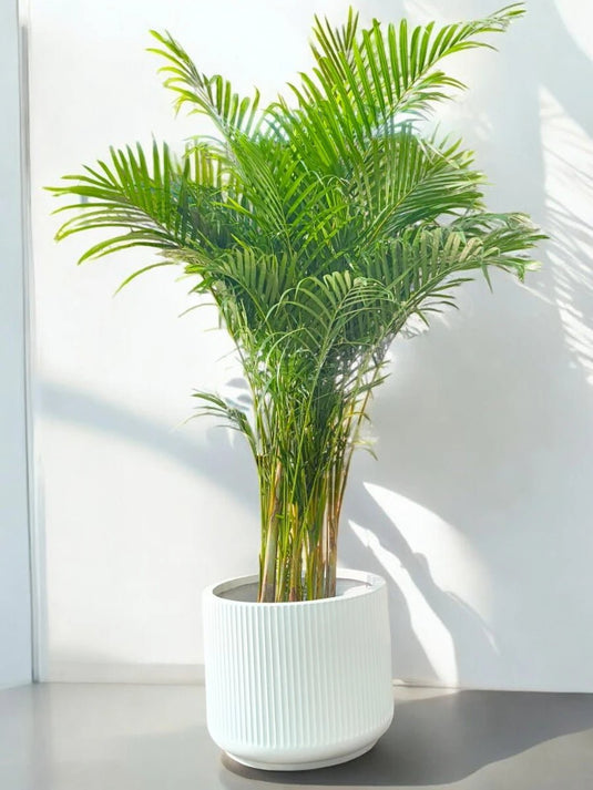 Areca Palm Plant | 130 - 150 cm | Tropical Indoor Plant| Fiber Pot Included - Freshplants