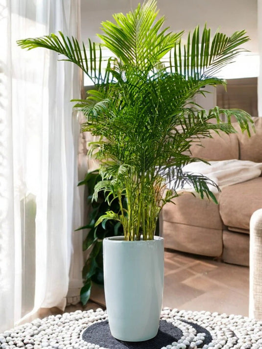 Areca Palm Plant | 140 - 160 cm | Tropical Indoor Plant | Silver Grey Ceramic Long Pot - Freshplants