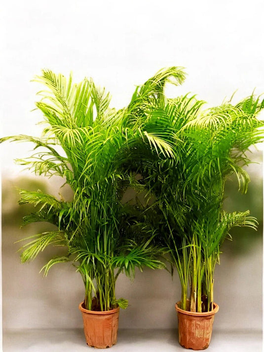 Areca Palm Plant - Bundle Offer - 2 Plants | 130 - 150 cm | Free Delivery - Freshplants