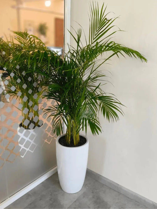 Areca Palm Plant - Exclusive Offer | 130 - 150 cm | Free Delivery| Ceramic Pot - Freshplants