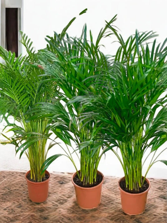 Areca Palm Plant - Mega Bundle Offer - 3 Plants | 130 - 150 cm - Freshplants