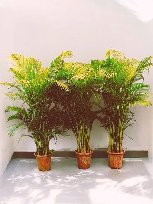 Areca Palm Plant - Mega Bundle Offer - 3 Plants | 130 - 150 cm | Free Delivery - Freshplants