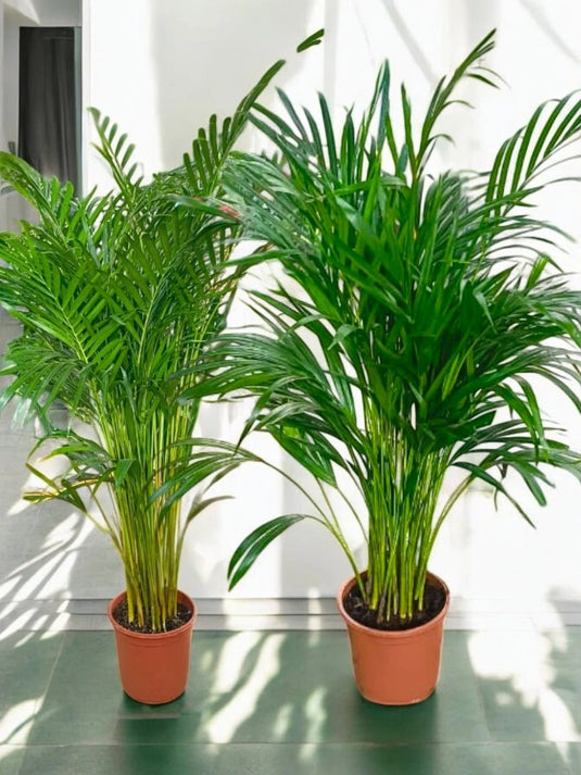 Areca Palm Plant x 2 | Bundle Offer | 130 - 150 cm | Nursery Pot - Freshplants