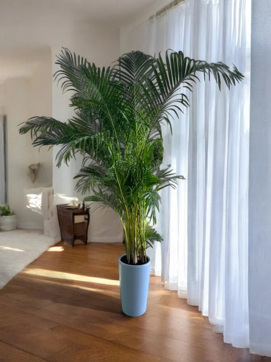 Areca Palm with Grey Ceramic Tall Pot | 2m - 2.5m - Freshplants