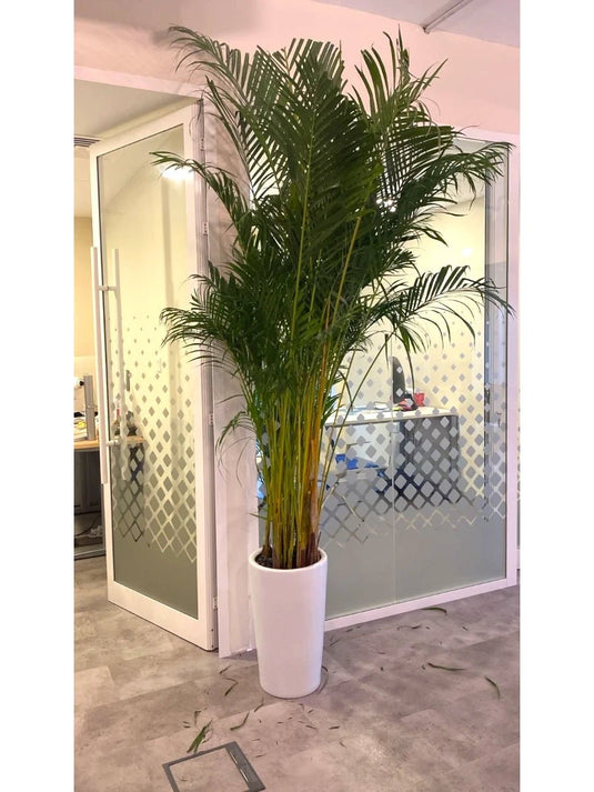 Areca Palm with White Ceramic Tall Pot | 2m - 2.5m - Freshplants