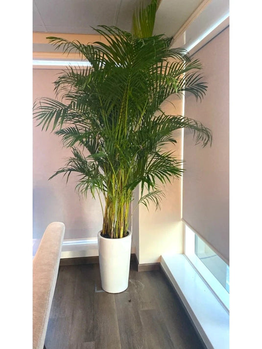 Areca Palm with White Ceramic Tall Pot | 2m - 2.5m - Freshplants