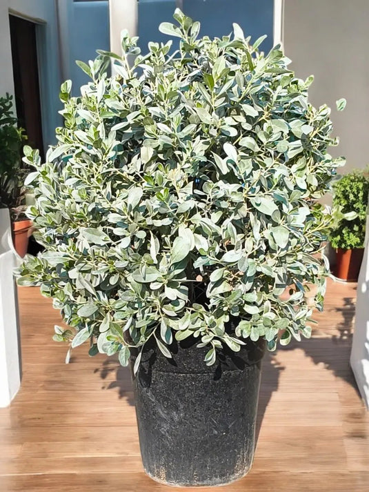 Ball Shaped Conocarpus erectus Silver | Outdoor | 50 - 60 cm - Freshplants