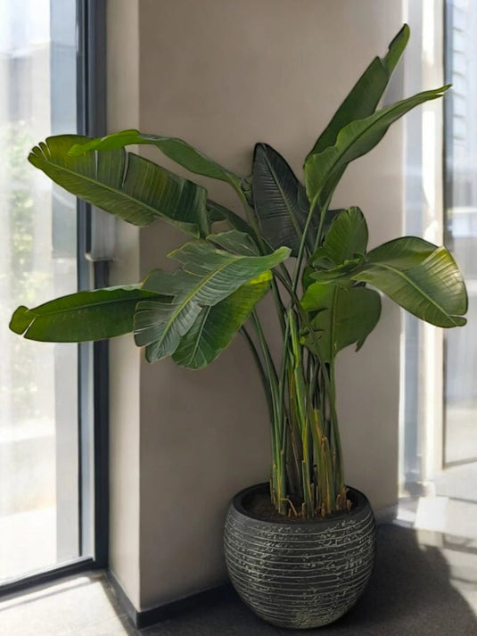 Bird of Paradise | Indoor Plant |100 - 120 cm | Fiber Pot Included - Freshplants