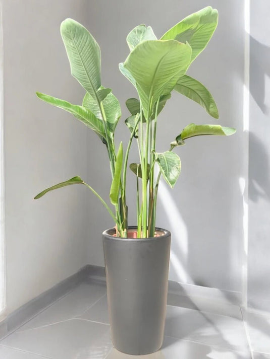 Bird of Paradise | Indoor Plant |90 - 110 cm | Black Long Ceramic Pot - Freshplants