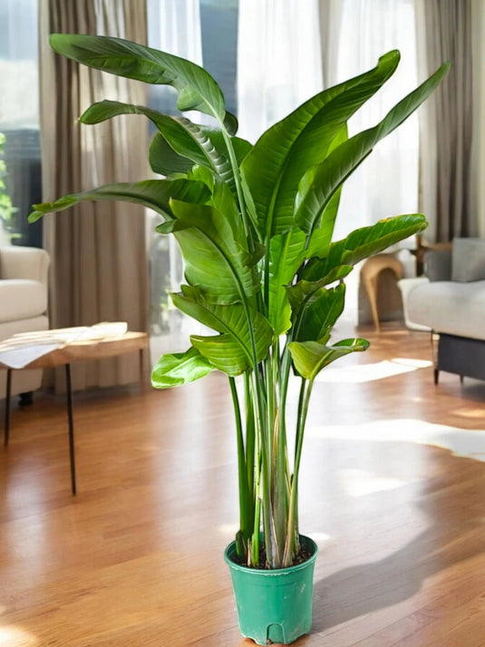 Bird of Paradise | Large Size 180 - 200 cm | Indoor Plant - Freshplants