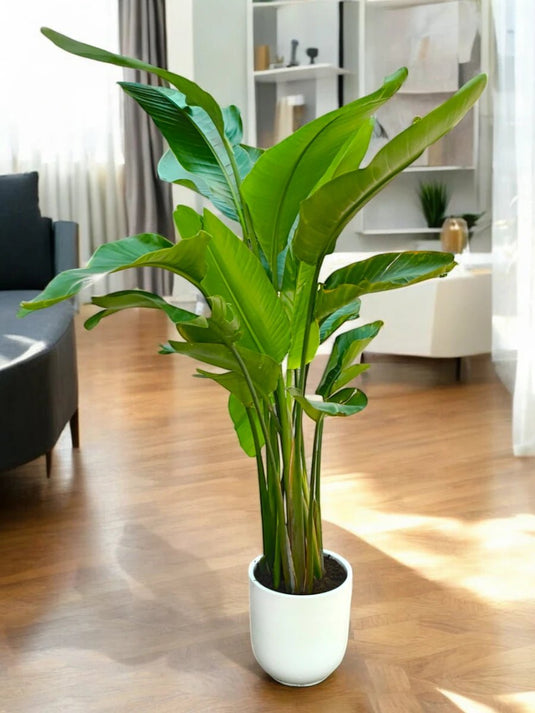 Bird of Paradise Medium 120 - 140 cm - Freshplants