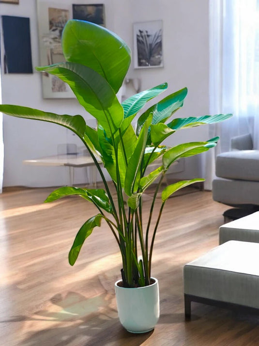 Bird of Paradise or Strelitzia Nicolai | Indoor Plant | Small To Extra Large | 30cm to 200cm - Freshplants