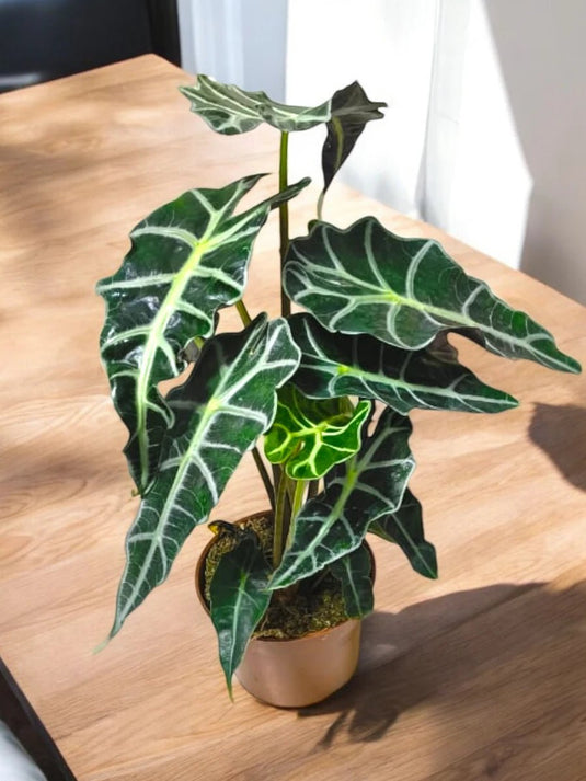 Black Velvet Alocasia | Indoor Plant | Stunning | Ceramic, Nursery Pots | Freshplants - Freshplants