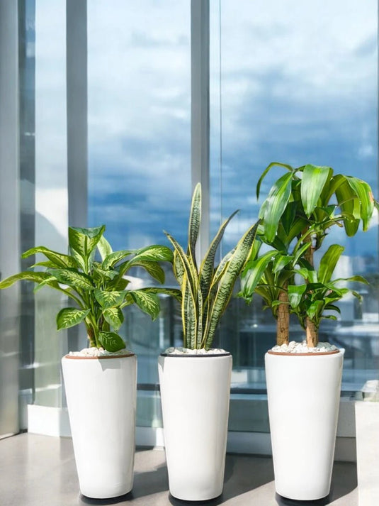 Bloom & Thrive Set | Dieffenbachia, Snake Plant ,Dracaena Art Plant | White Ceramic Long Pots - Freshplants