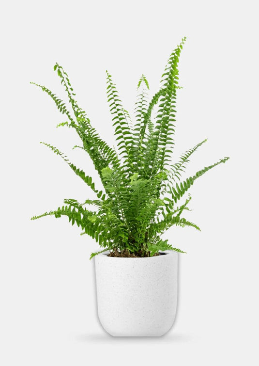 Boston Fern or Sword Fern or Nephrolepis Exaltata | Indoor Plants | Pet Friendly | 30cm to 70cm - Freshplants