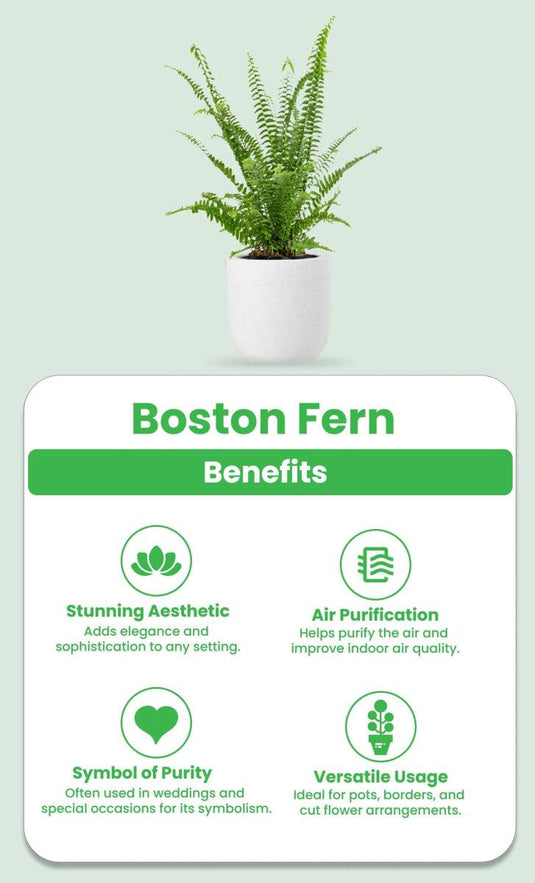 Boston Fern or Sword Fern or Nephrolepis Exaltata | Indoor Plants | Pet Friendly | 30cm to 70cm - Freshplants