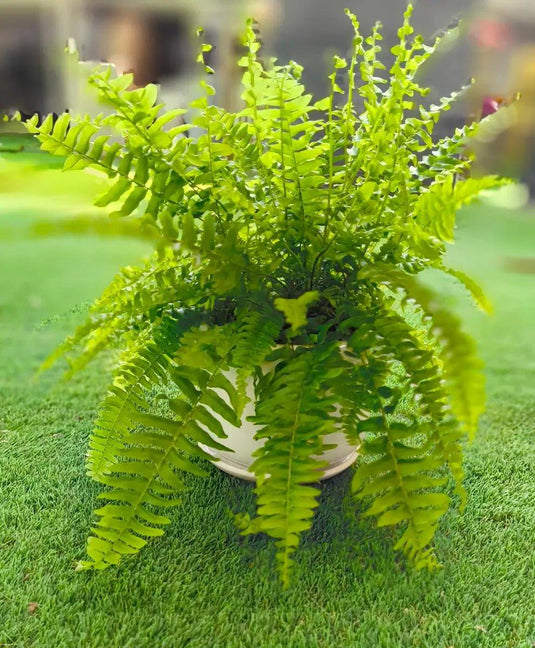 Boston Fern or Sword Fern or Nephrolepis Exaltata | Indoor Plants | Pet Friendly | 30cm to 70cm - Freshplants