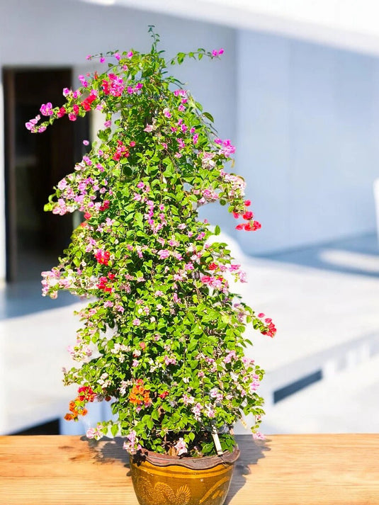 Bougainvillea Cone Shape | Outdoor Plants | 190 - 250 cm - Freshplants