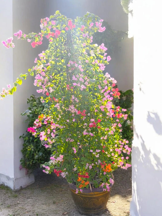 Bougainvillea Cone Shape | Outdoor Plants | 190 - 250 cm - Freshplants