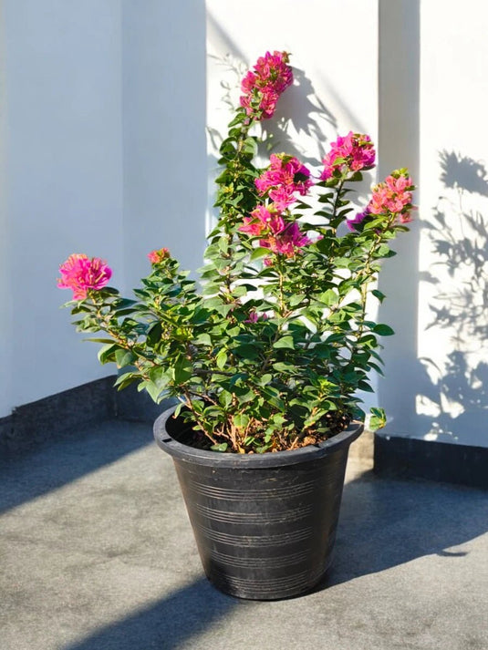 Bougainvillea Pingpacsii | Multicolors | 40 - 50 cm | Nursery Pot - Freshplants