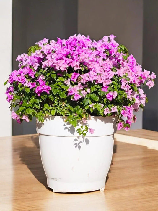 Bougainvillea Pink Blossom | Outdoor Plant | 60 - 80 cm - Freshplants