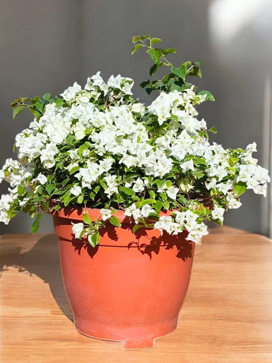 Bougainvillea White Blossom | Outdoor Plant | 60 - 80 cm - Freshplants