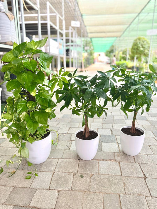 Budget Combo | Money Plant and Pachira Plant (3 Pcs) - Freshplants