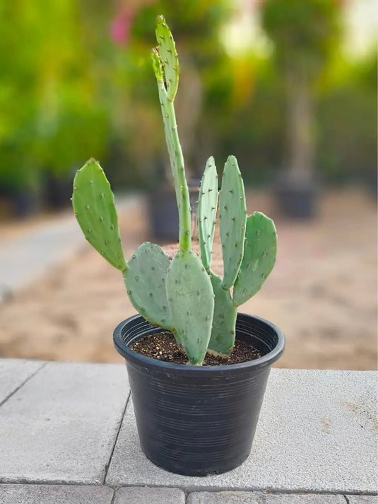 Cactus Plant | 30 - 40 cm | Nursery and Ceramic pot - Freshplants