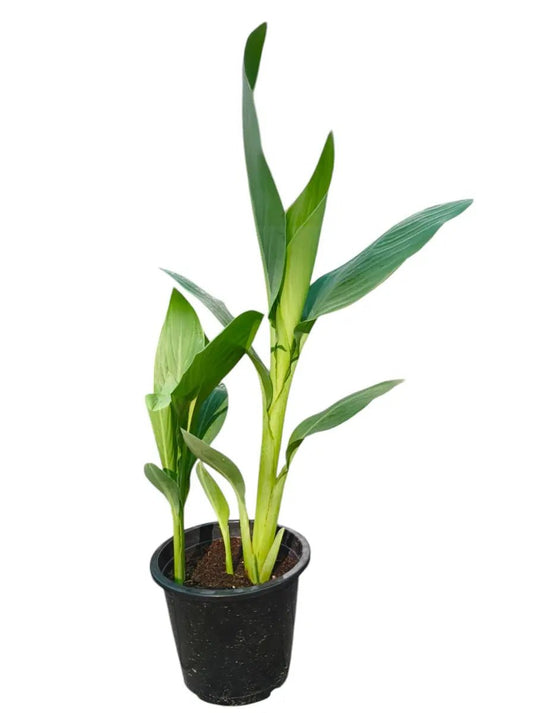 Canna indica | Canna Lily | Outdoor Plant | 40 - 50 cm - Freshplants