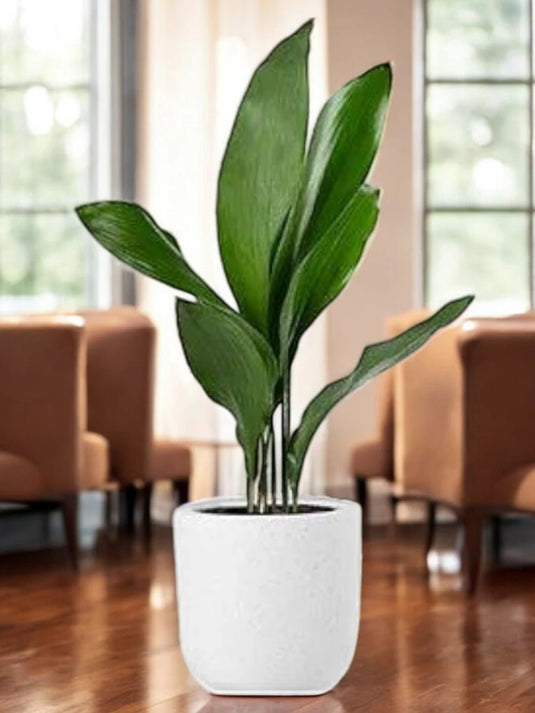 Cast Iron Indoor Plant - Aspidistra Elatior | Repotted Plants | Flowering | UAE Delivery | Small to Large | Nursery, Ceramic. - Freshplants