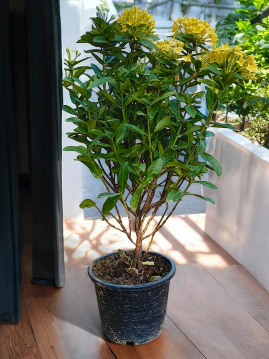 Cestrum Nocturnum or Night Queen or Night Blooming Jasmine | 80 - 100 cm - Freshplants