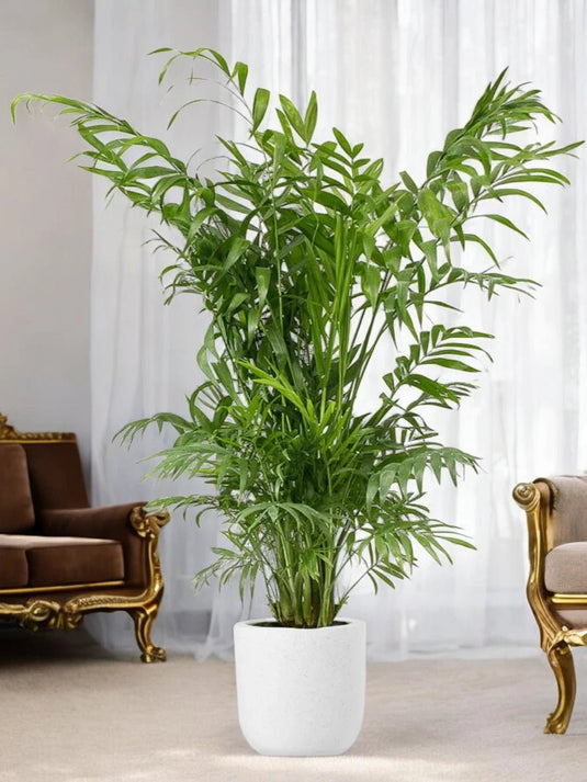 Chamaedorea Elegans or Parlour Palm | 25 - 140 cm | Repotted Nursery and Ceramic Pot - Freshplants