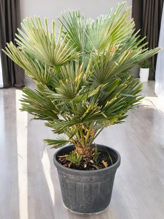 Chamaerops Humilis | European Fan Palm | Large Size | Outdoor Plant - Freshplants