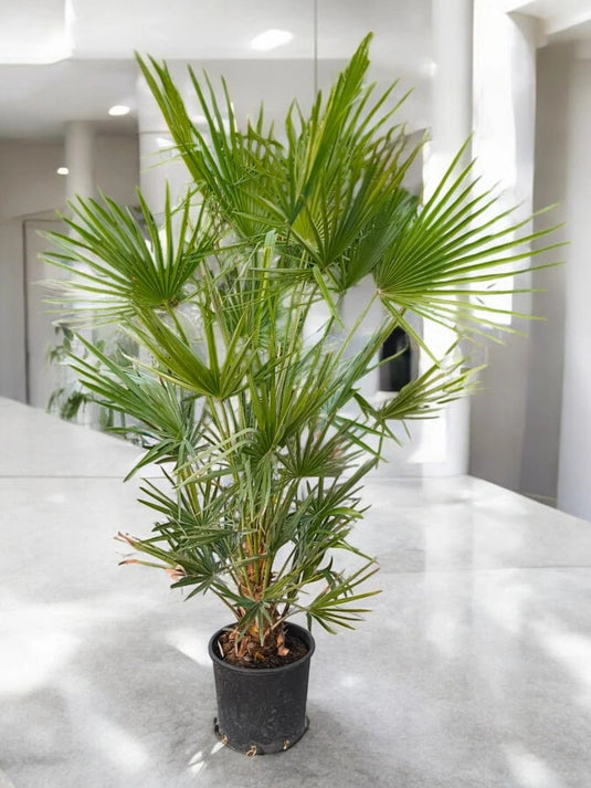 Chamaerops Humilis | European Fan Palm | Large Size | Outdoor Plant - Freshplants